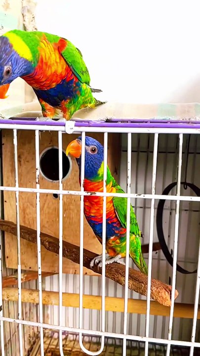 Pets Life #petslife #Viral #Funny #beauty