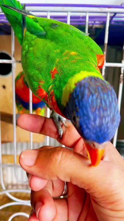 Pets Life #petslife #Viral #Funny #beauty