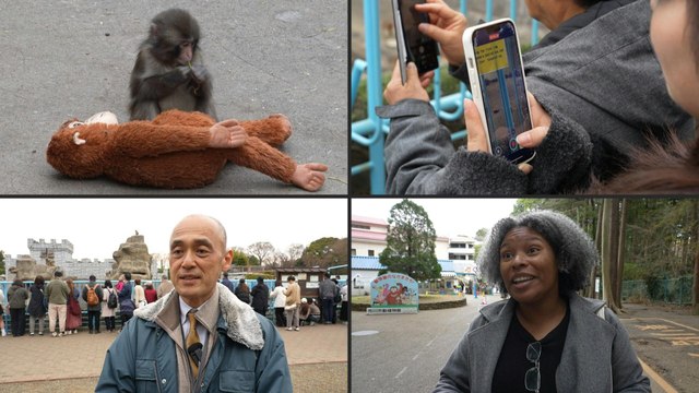 Novedades del bebé macaco Punch: se adapta, forma amistades y atrae a multitudes en Japón. Por AFP.