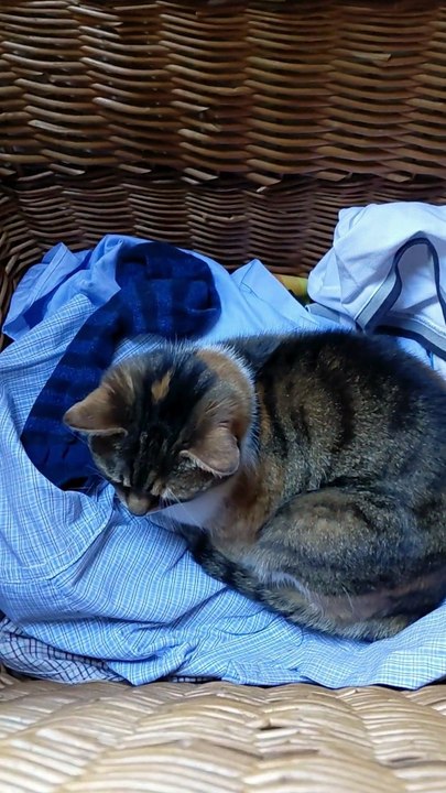 Do Your Cats Also Think That Laundry Basket is a Luxury Hotel? #cats #funnycats #catvideo
