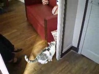 Chat qui saute