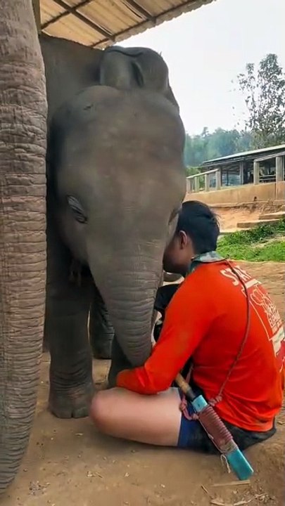 Chanter une berceuse à un éléphanteau