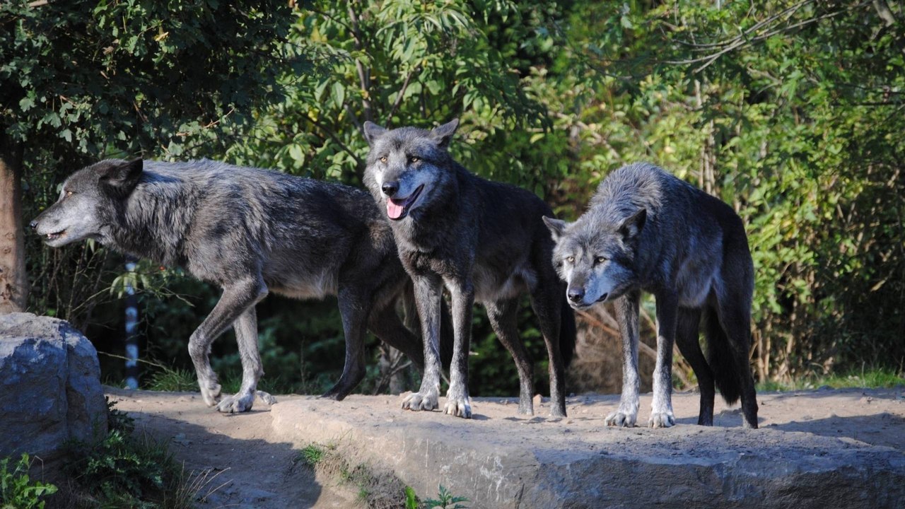 Polémica en Europa: Francia amplía la caza de lobos por ataques al ganado