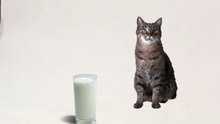 Dorling Kindersley - Touch And Feel Farm Video - Cat Drinking Milk (2000) (HD Version)