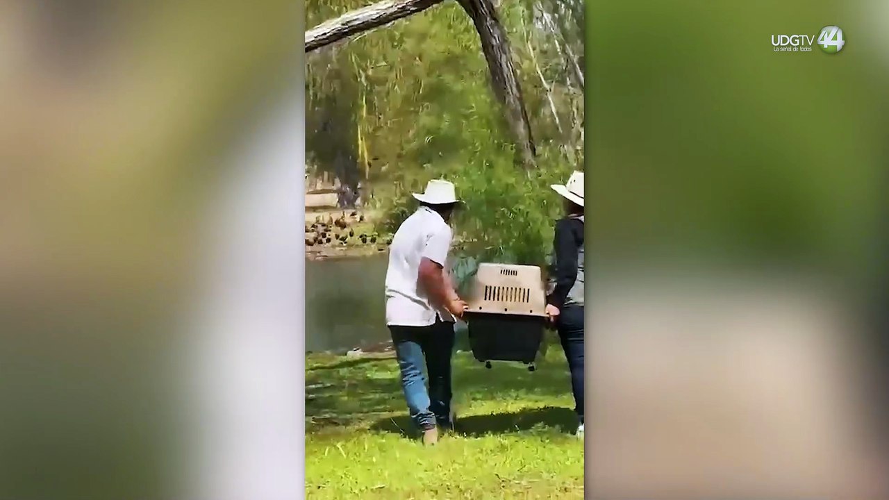 Arrojan aguas negras al dren en donde habitan tortugas en Bucerías
