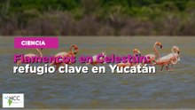 Flamencos en Celestún: refugio clave en Yucatán