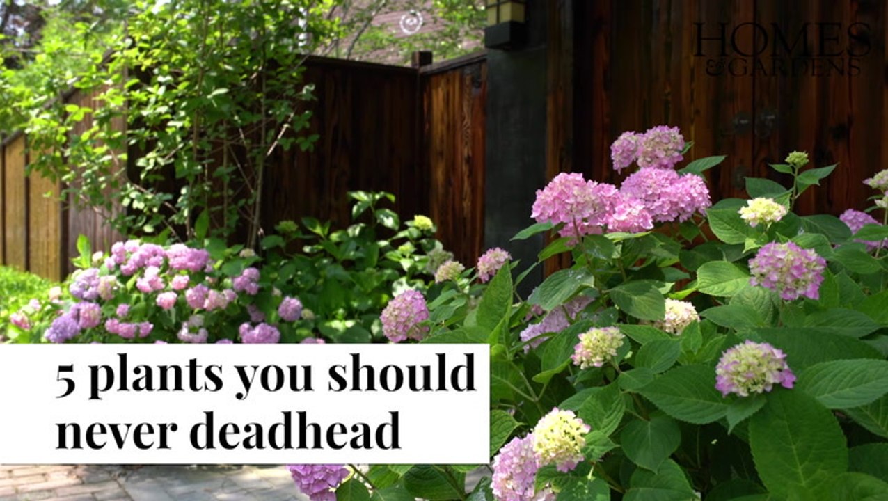 Plants You Should Never Deadhead
