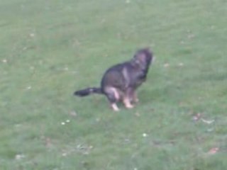 gag chien humour Caca pipo