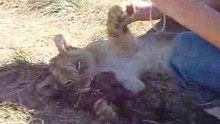 Lions Cubs