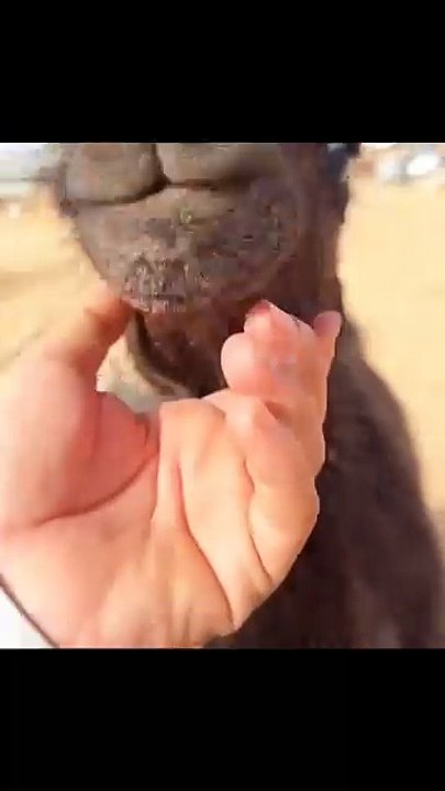 When You Forget to Bring Snacks to the Desert 🐪😂