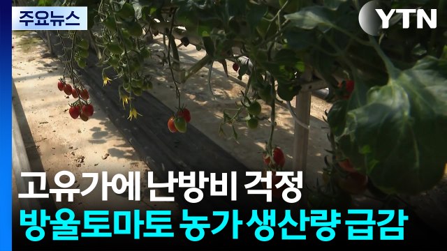 고유가에 난방비 걱정...방울토마토 농가 생산량 급감 / YTN