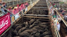 First blue-ribbon weaner sales at CTLX, Carcoar