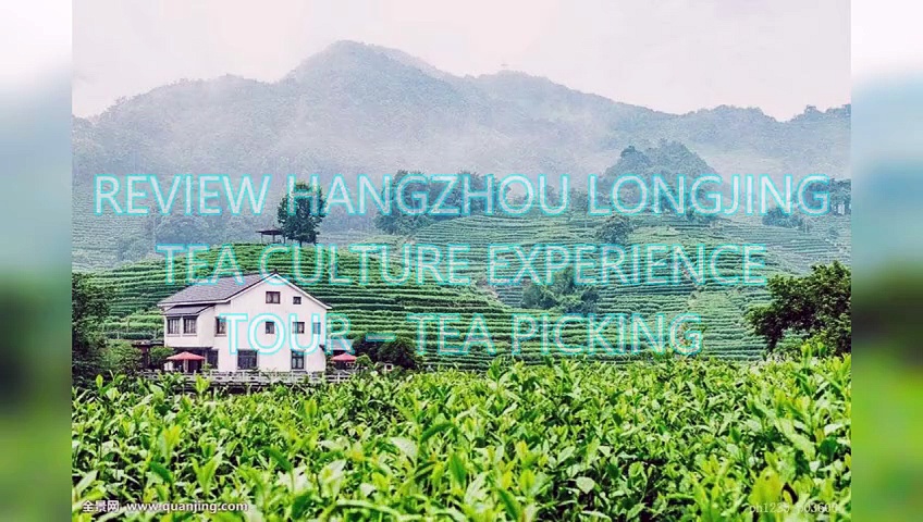 AGD - Review Hangzhou Longjing Tea Culture Experience Tour – Tea Picking