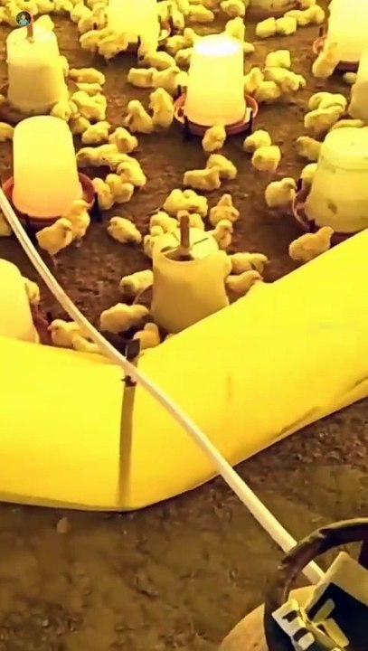 Poultry farm ke chuje | layer poultry farm | poultry farm training centre