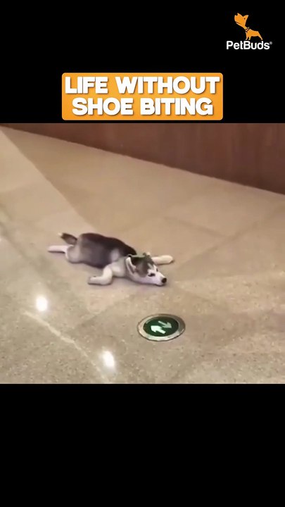 Life without shoe biting? Yes, please 😍🐶