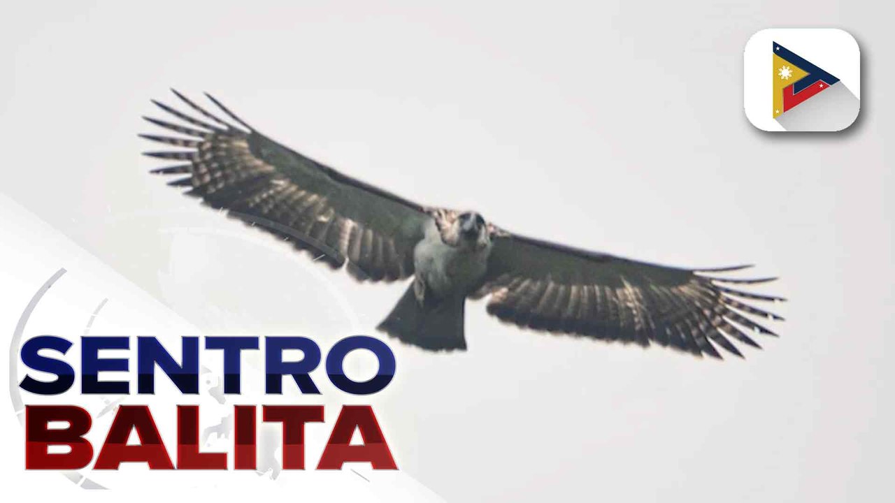 Philippine Eagle, namataan sa Mati City, Davao Oriental