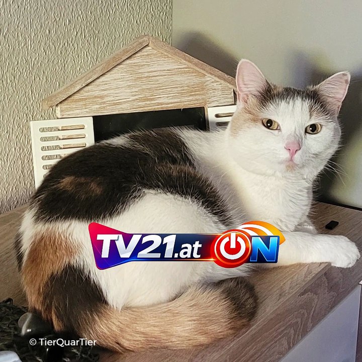 Katze Feelinara nach 3,5 Jahren wieder bei ihrer Familie