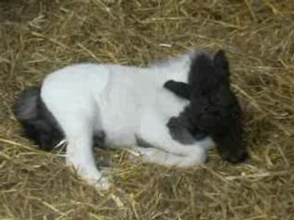 Au cheval