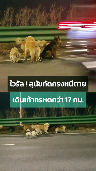 ไวรัลจีน ! น้องหมา 7 ตัว หนีตายจากแก๊งลักพาตัว เดินเท้าทรหด 17 กม. เพื่อกลับบ้าน