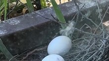 Abandon œufs, La famille chips est parti ? #wildlife  #day16      #palombe #birds #egg #fyp  #geneva