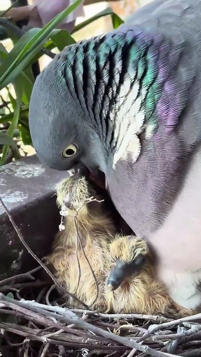 Papa Pringo goûter pour les petits #wildlife  #day18   #palombe #birds #baby #fyp  #geneva #day0