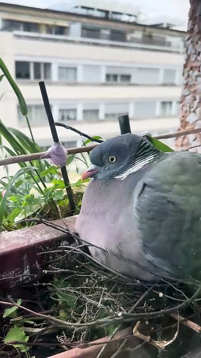 Pringo a son poste avec du vent à Genève #wildlife  #day17      #palombe #birds #egg #fyp  #geneva
