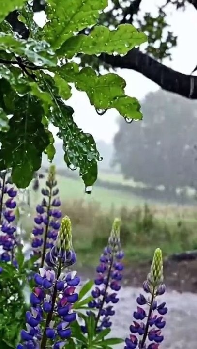 Suara Hujan Pedesaan Yang Menenangkan Dengan Suasana Alam