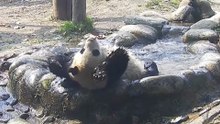 Meet Dou Ban: Panda Shows Off Water Yoga During Bath