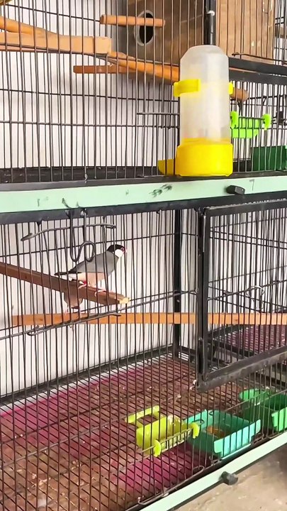 Pets Life #petslife #Viral #Funny #beauty