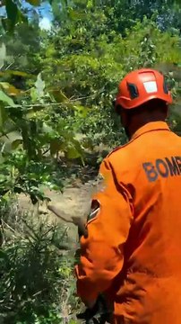 Vídeo mostra achado de cadáver em São Miguel dos Milagres