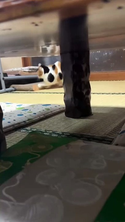 A Cat Happily Playing Around the Room.” 🐾😺