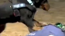 Spanish police dog practices CPR.