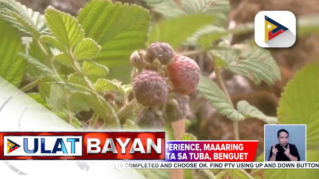 Raspberry picking experience, maaaring subukan ng mga turista sa Tuba, Benguet | ulat ni Alah Sungduan
