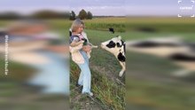 Dog Kicks Cow During Close Encounter on Farm