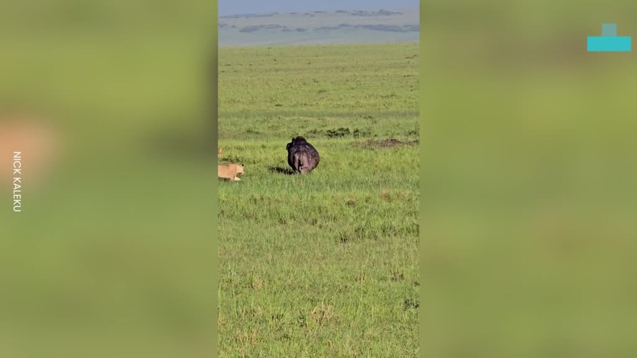 Hippo Stuns Lions With Rare Escape in Dramatic Showdown