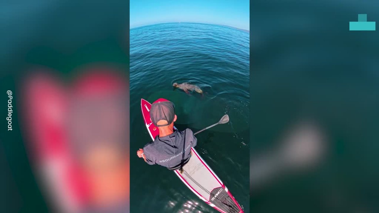 Wild Moment Sea Lion Bites Board During Ocean Encounter