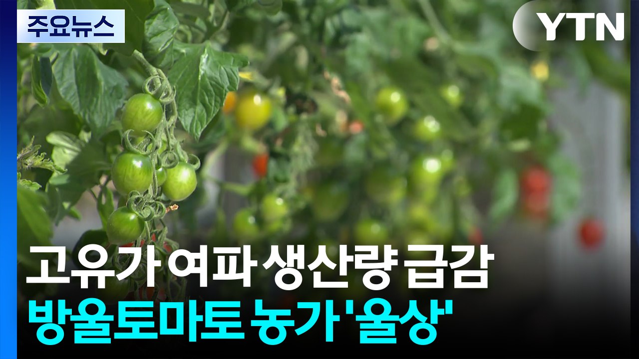 고유가 여파로 생산량 급감...방울토마토 농가 '울상' / YTN