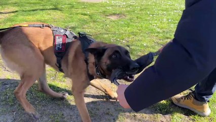 Pauline et Sagan : ce duo maitre-chien de la gendarmerie sauve des vies