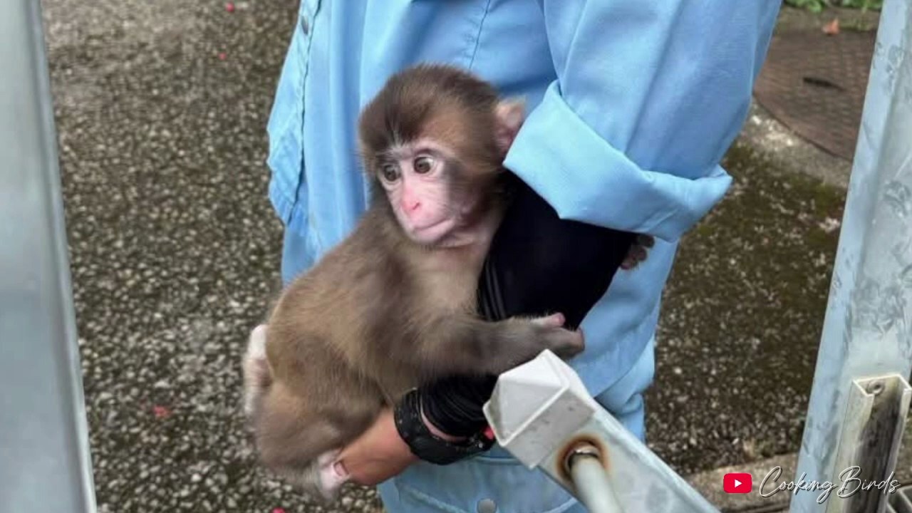 Japanese Snow Monkey Punch | Newborn Birth Memories & Throwback Moments | Ichikawa City Zoo, Japan