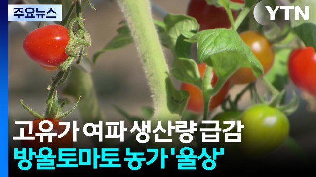 고유가 여파로 생산량 급감...방울토마토 농가 '울상' / YTN