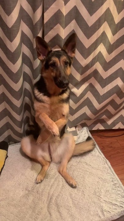 Funny German shepherd dog talking #pets #Animal #Dogs #funny #German shepherd #cute  follow me on daily motion short video