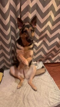 Funny German shepherd dog talking #pets #Animal #Dogs #funny #German shepherd #cute follow me on daily motion short video