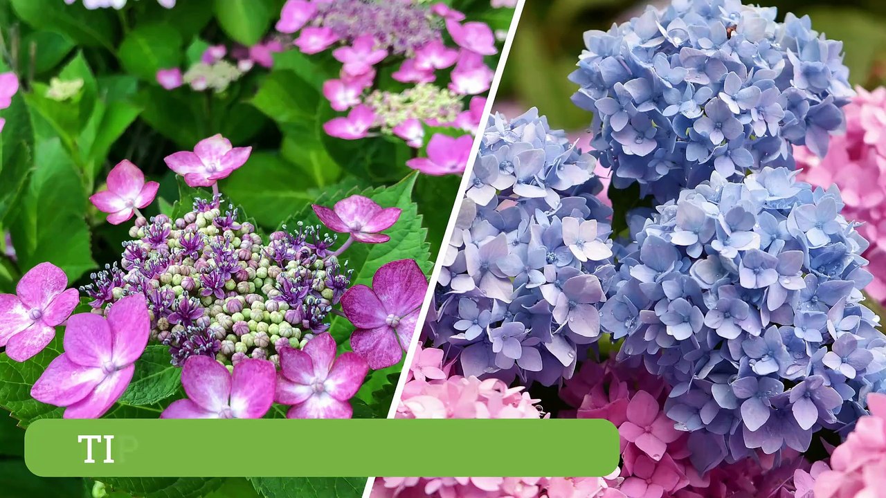 Spring Hydrangea Care