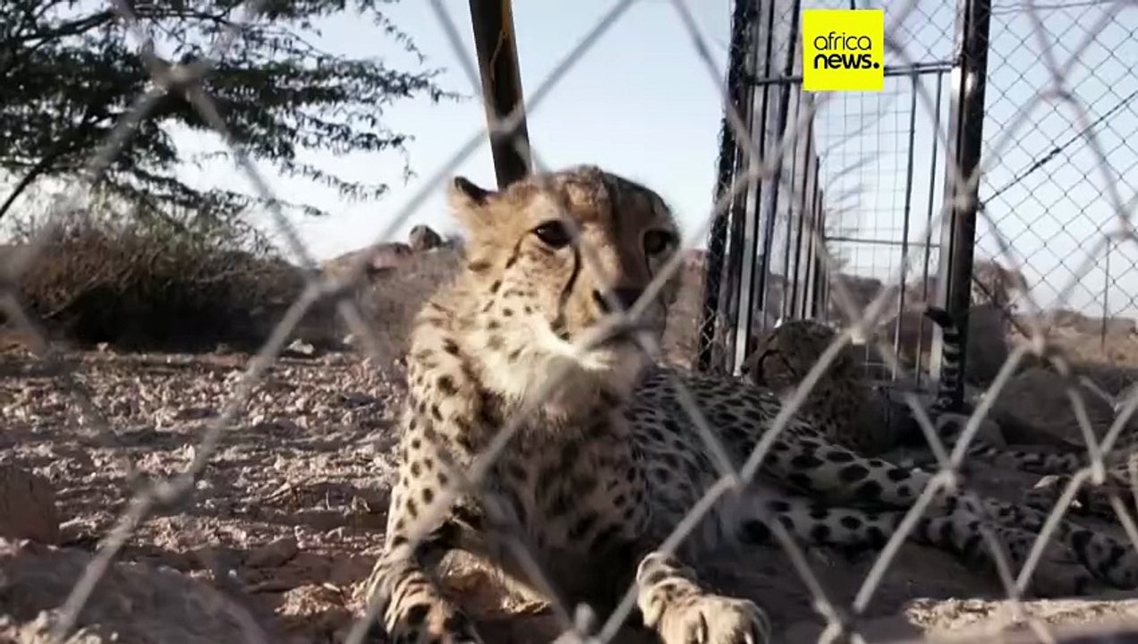 Rescued cheetahs find refuge in Somaliland amid trafficking crisis