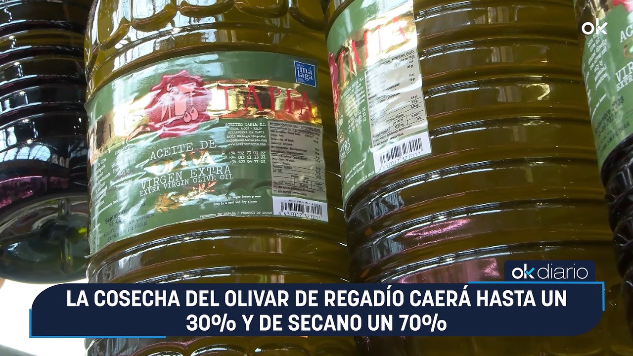 El sector del aceite de oliva afronta pérdidas de 3.000 millones de euros Esperamos recuperar el 50% de la cosecha