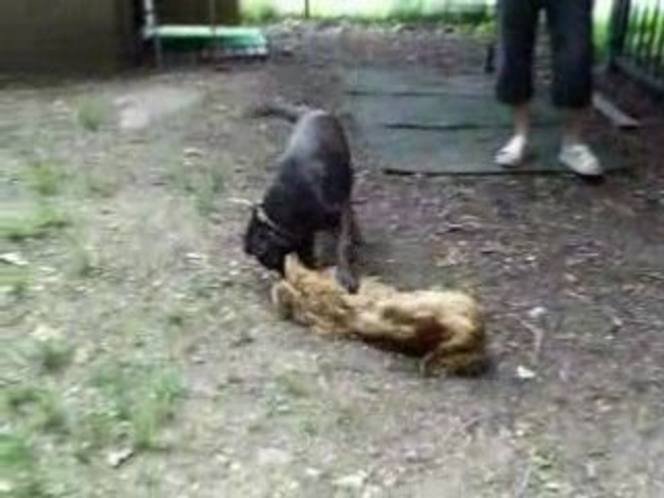 Diego joue avec Delza