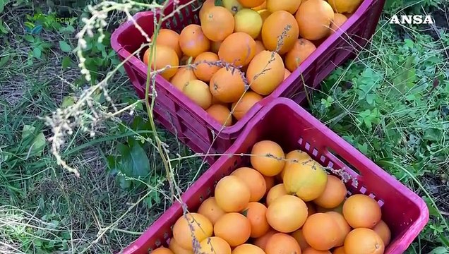 La storia di Giuseppe Sferrazzo: Tra mango e ulivi il mio futuro e' in Sicilia