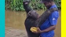 Conmovedor: chimpancé reconoce a su cuidador tras años separados