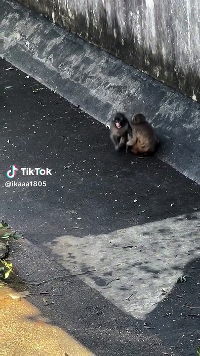 Macaco que viralizou ao abraçar pelúcia ganha companhia em zoológico