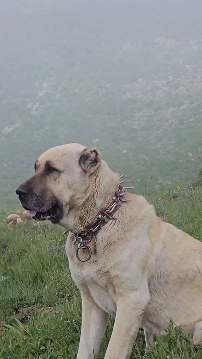 Kangal